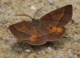 Yellow-washed Metarranthis